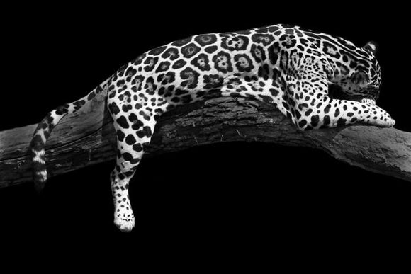 Tempered Glass Art - Cheetah On Tree Wall Art Decor