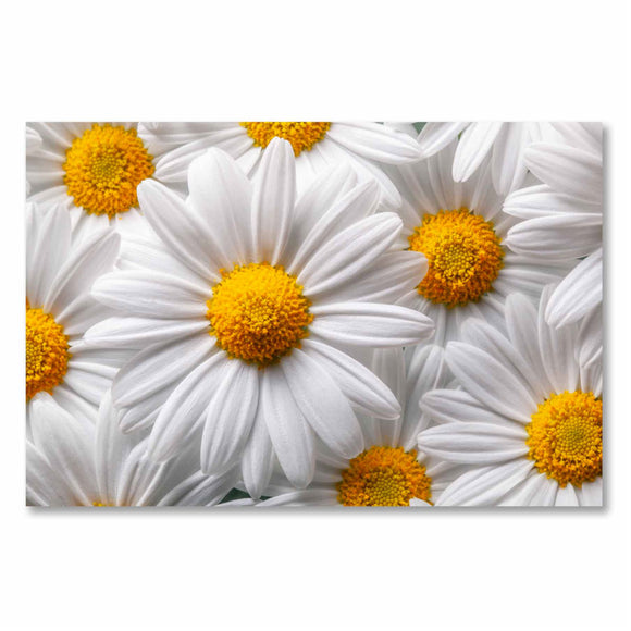 Tempered Glass Art - White Flowers Fine Wall Art Decor